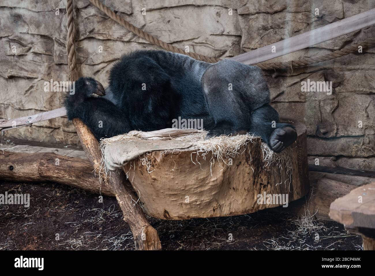 Western lowland gorilla (Gorilla gorilla gorilla) sleeping in Warsaw Zoo zoological garden in Warsaw, Poland Stock Photo