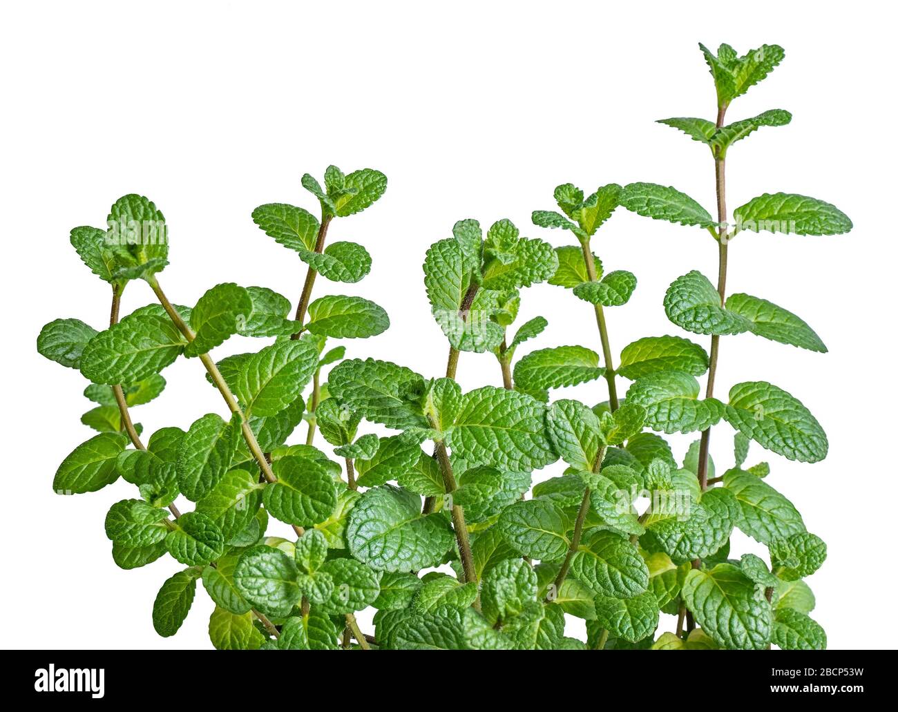 Mint plants on white background Stock Photo
