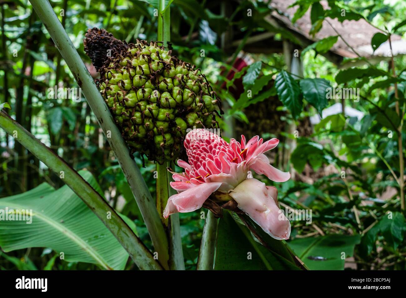 Blooming Etlingera elatior (torch ginger, red ginger lily, torch lily, combrang, bunga kantan, Philippine wax flower, Indonesian tall ginger) Stock Photo