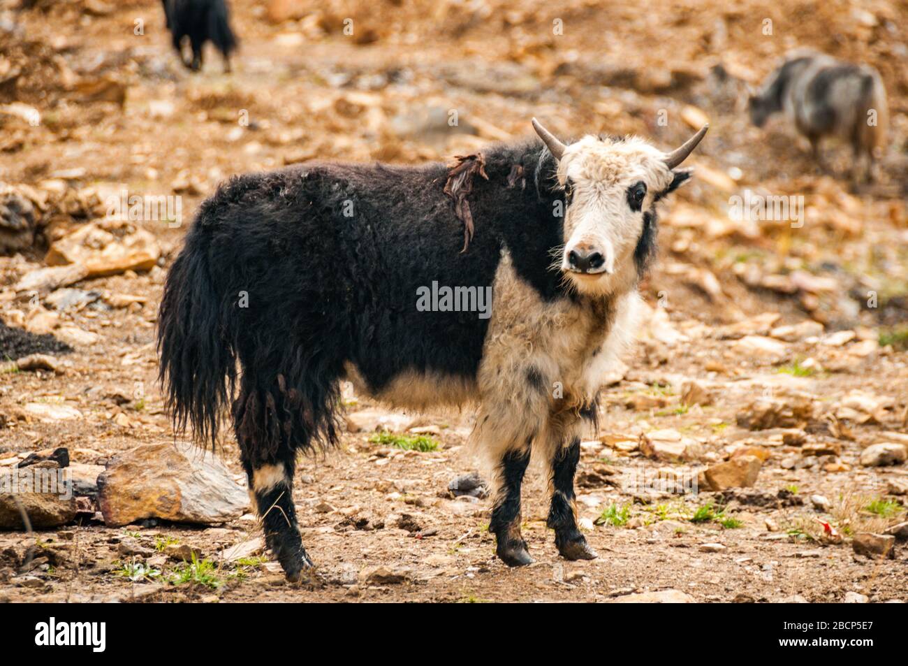 baby yak animal