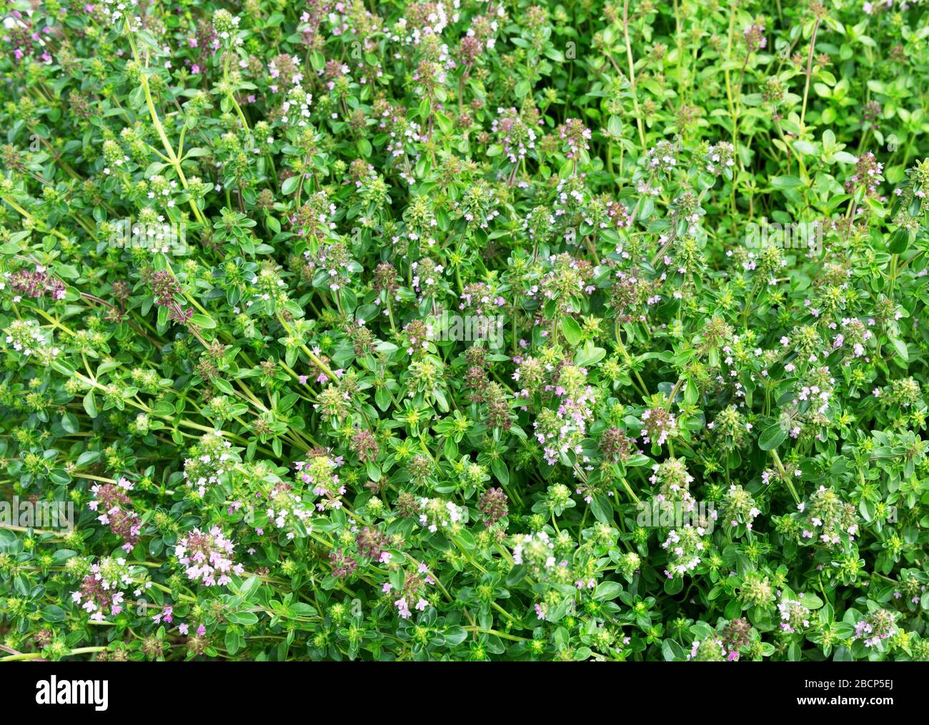 Salvia sclarea, clary, or clary sage plants growing in the field. Blossoming of Salvia sclarea or clary sage. Stock Photo
