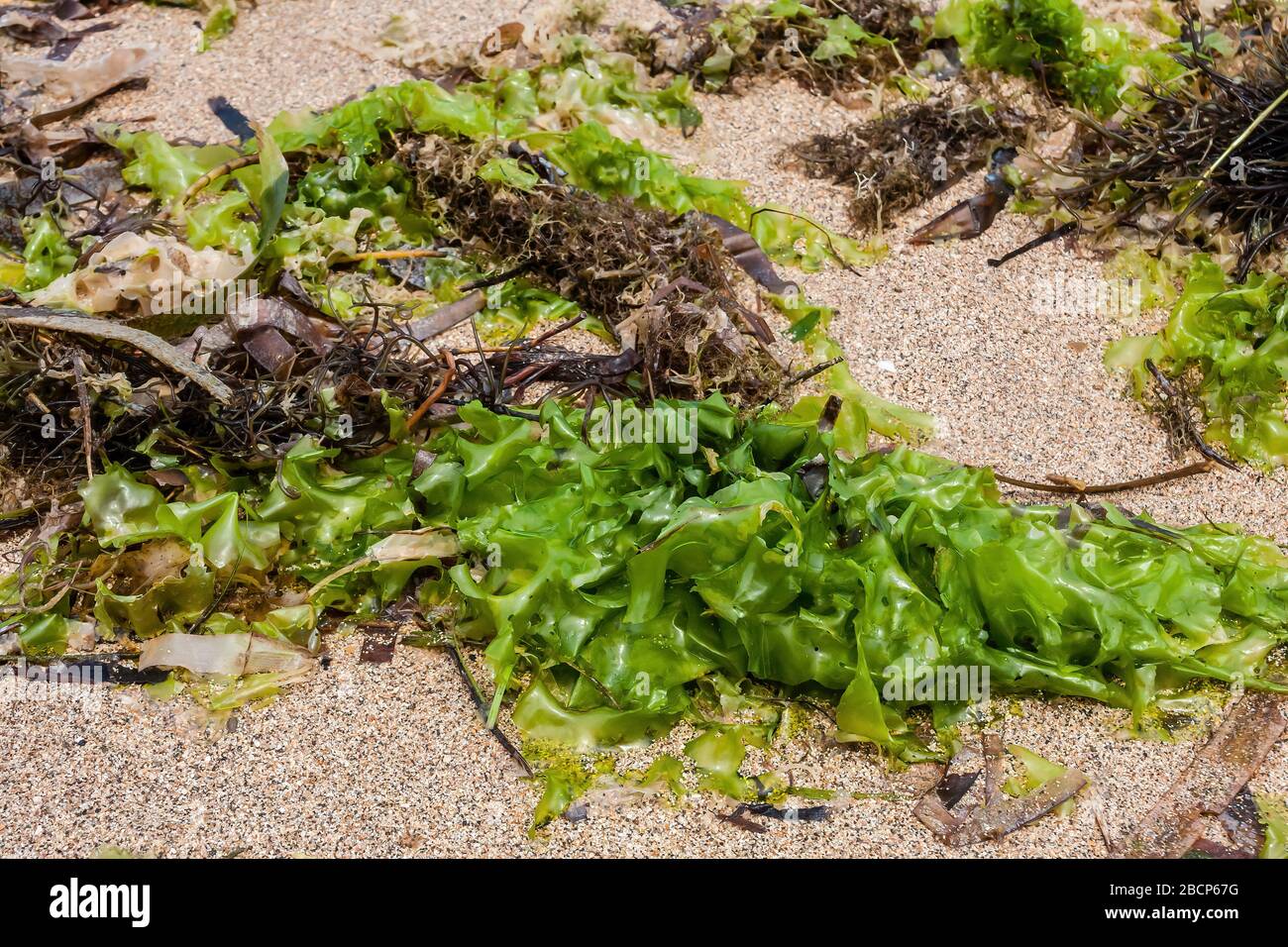 A close-up of beached seaweed on Bali Island Stock Photo
