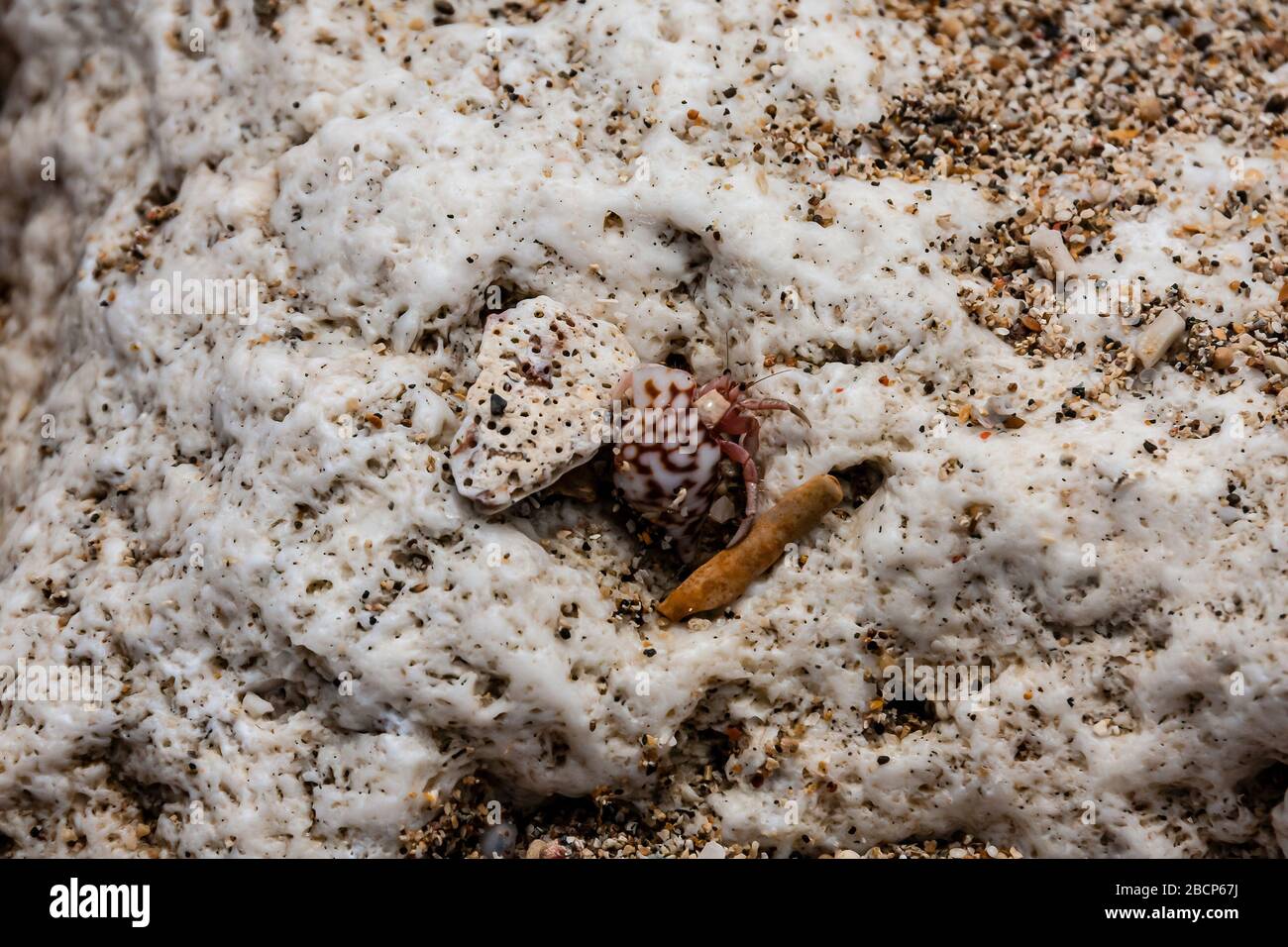Hermit crab on land hi-res stock photography and images - Alamy
