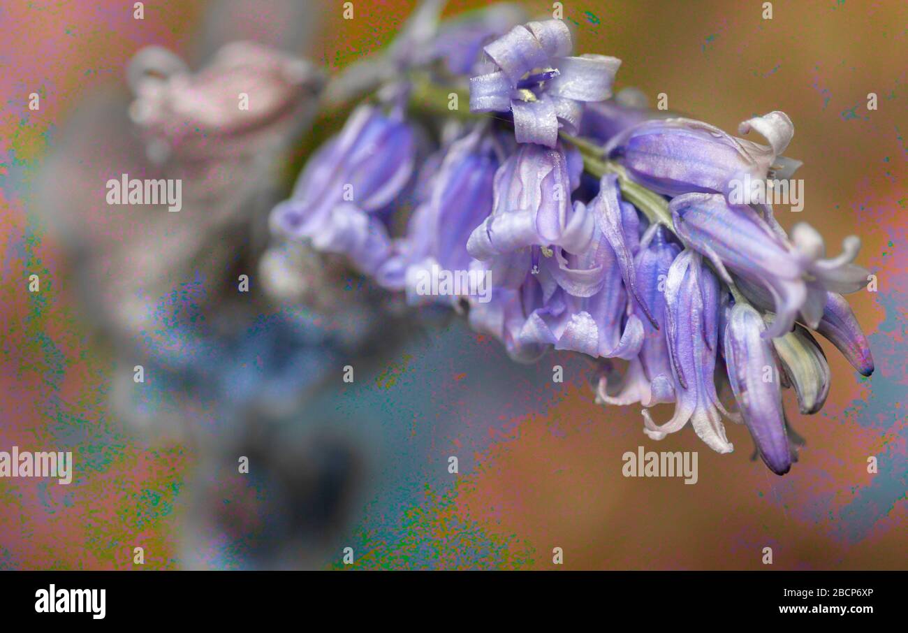 A single Bluebell flower in close up Stock Photo
