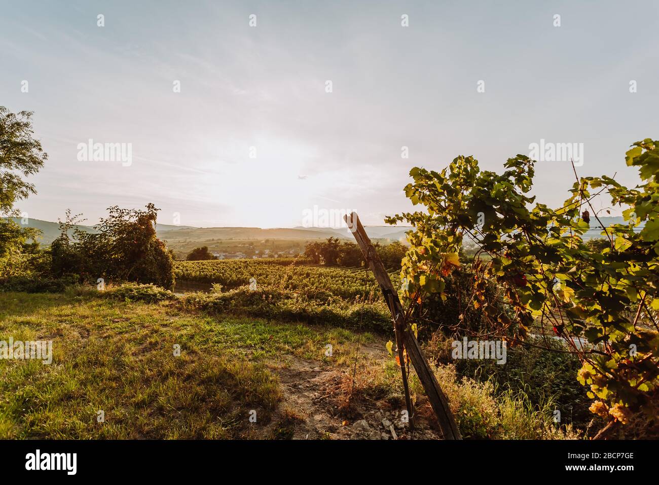 Beautiful sunset over vineyards, sunrise landscape Stock Photo