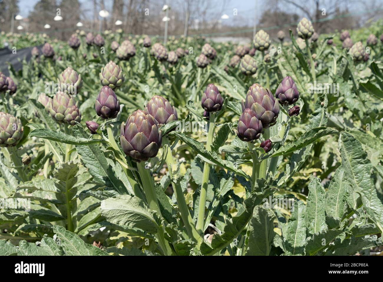 Organic Artichoke fields in picking season Stock Photo Alamy