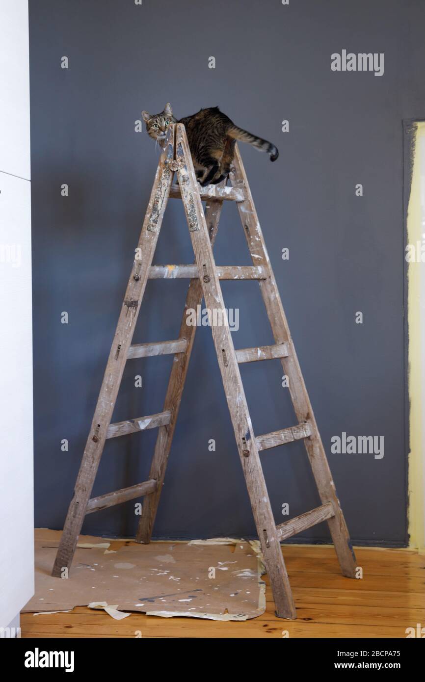 Tabby cat on a ladder during renovation of a house Stock Photo - Alamy