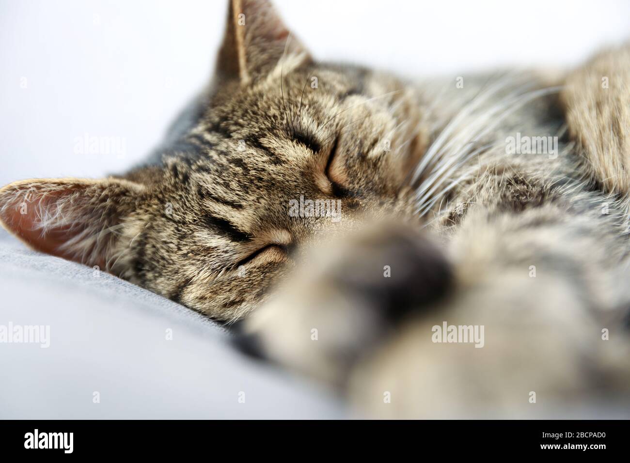 Close Up Of Tabby Cat Sleeping On Bed At Home Sleeping Cat Tabby Cat Sleeps On The Bed Stock Photo Alamy Close Up Of Tabby Cat Sleeping On Bed At Home Sleeping Cat Tabby Cat Sleeps On The Bed Stock Photo Alamy