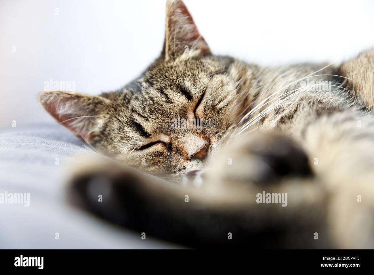 Closeup of tabby cat sleeping on bed at home, sleeping cat, tabby cat sleeps on the bed Stock