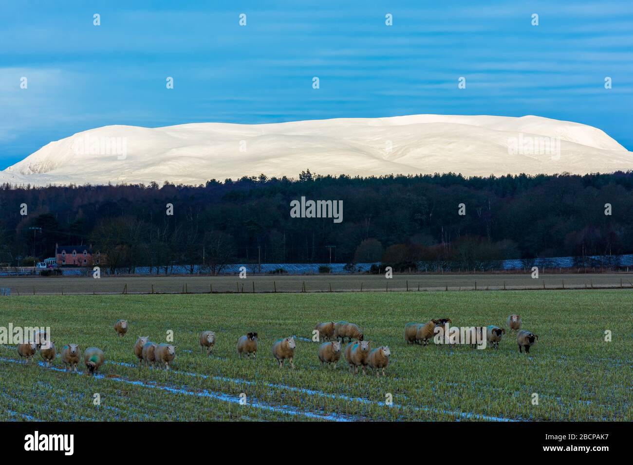 Ben Wyvis, Ross shire, Scotland, United Kingdom Stock Photo
