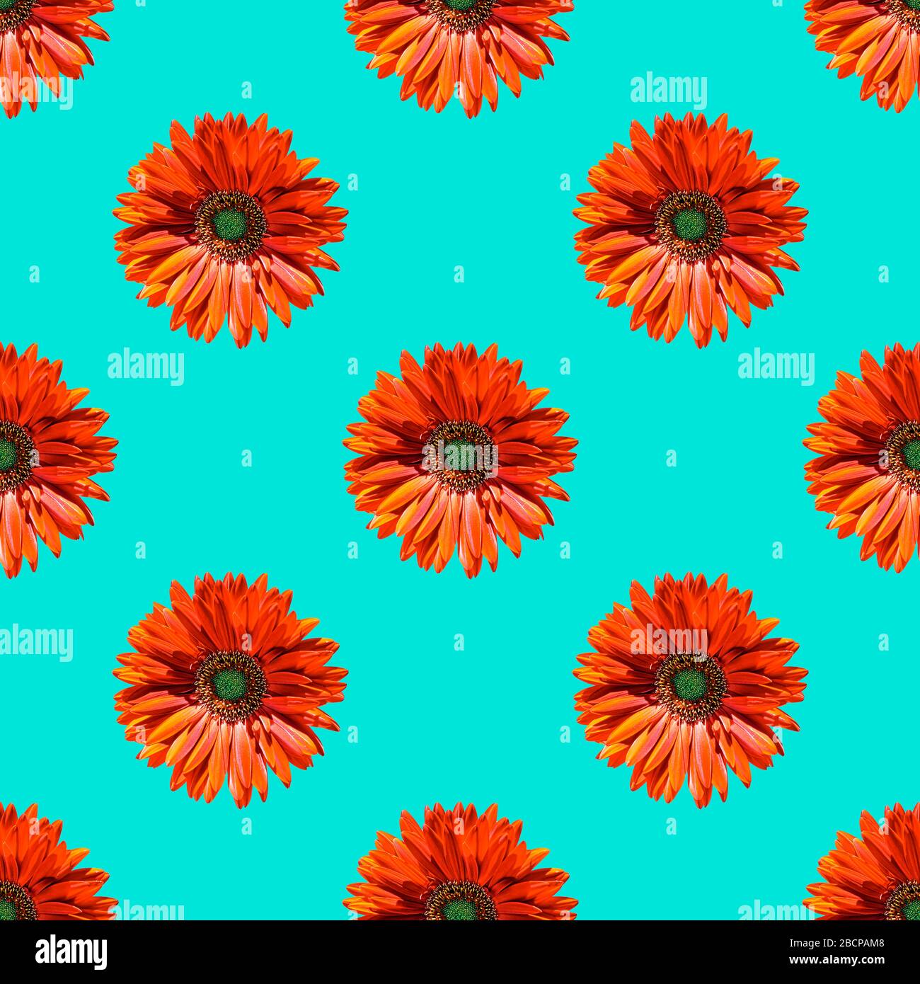 Seamless composition with daisies isolated on turquesa background Stock ...