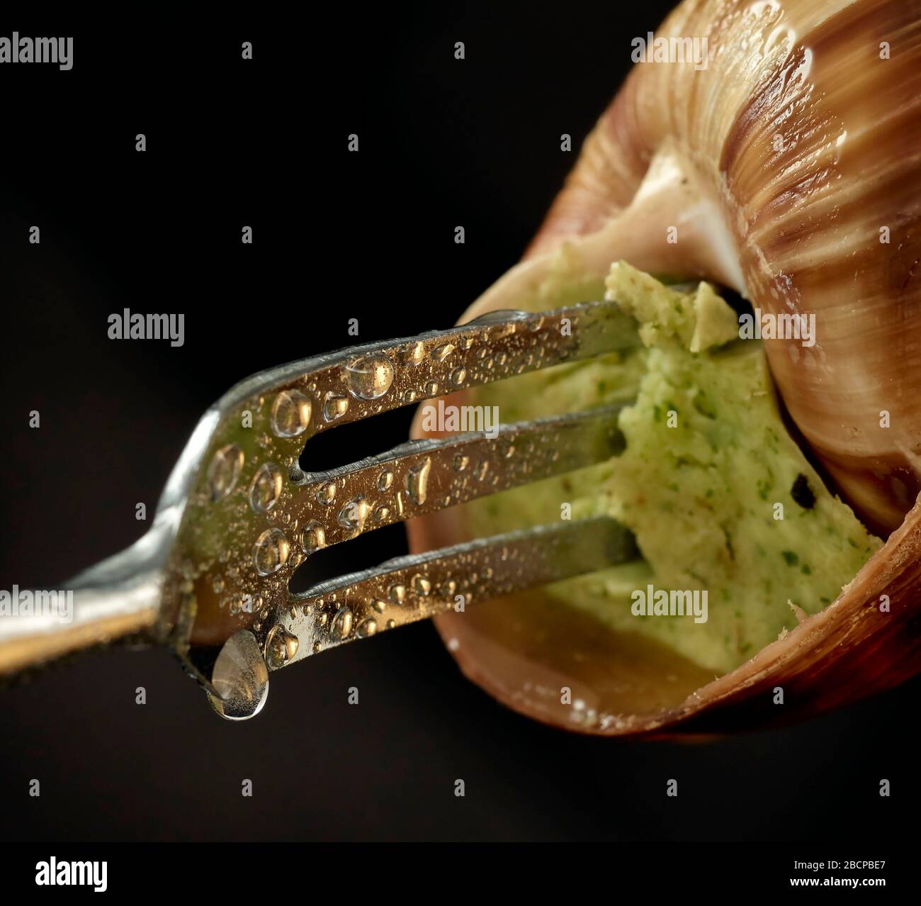 Escargot, edible snail, cooked with garlic butter and parsley in a