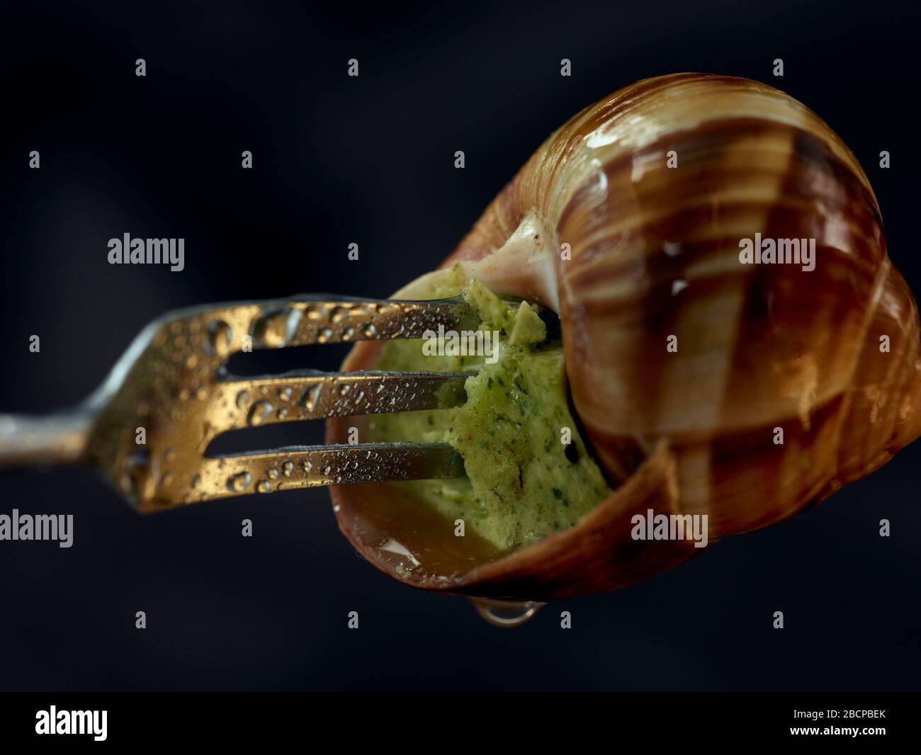 Escargot, edible snail, cooked with garlic butter and parsley in a