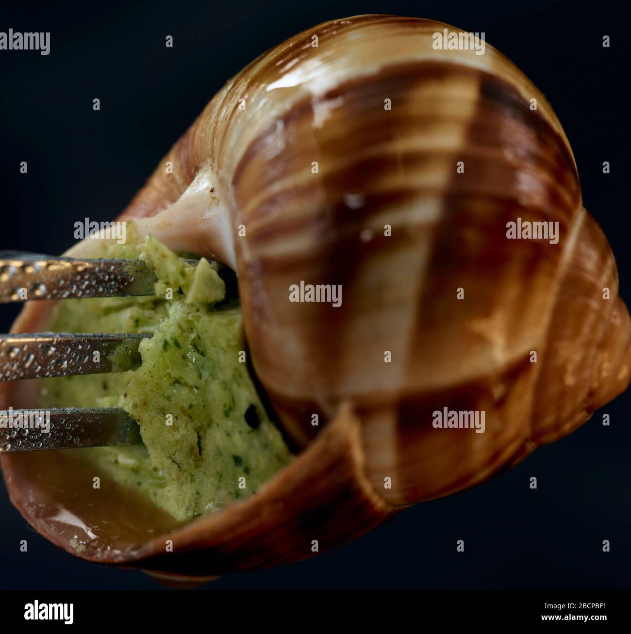 Escargot, edible snail, cooked with garlic butter and parsley in a