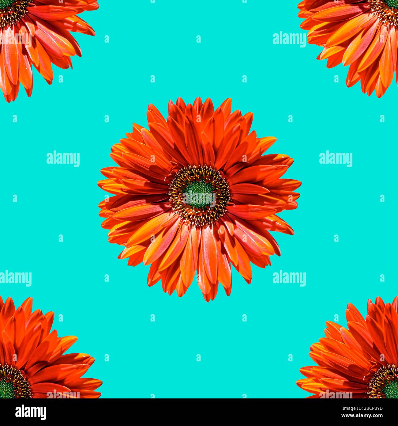 Seamless composition with daisies isolated on turquesa background Stock ...