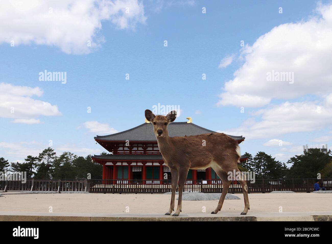 Young deer in front of Buddhist temple (World heritage Kofukuji temple - Nara - Japan) Stock Photo