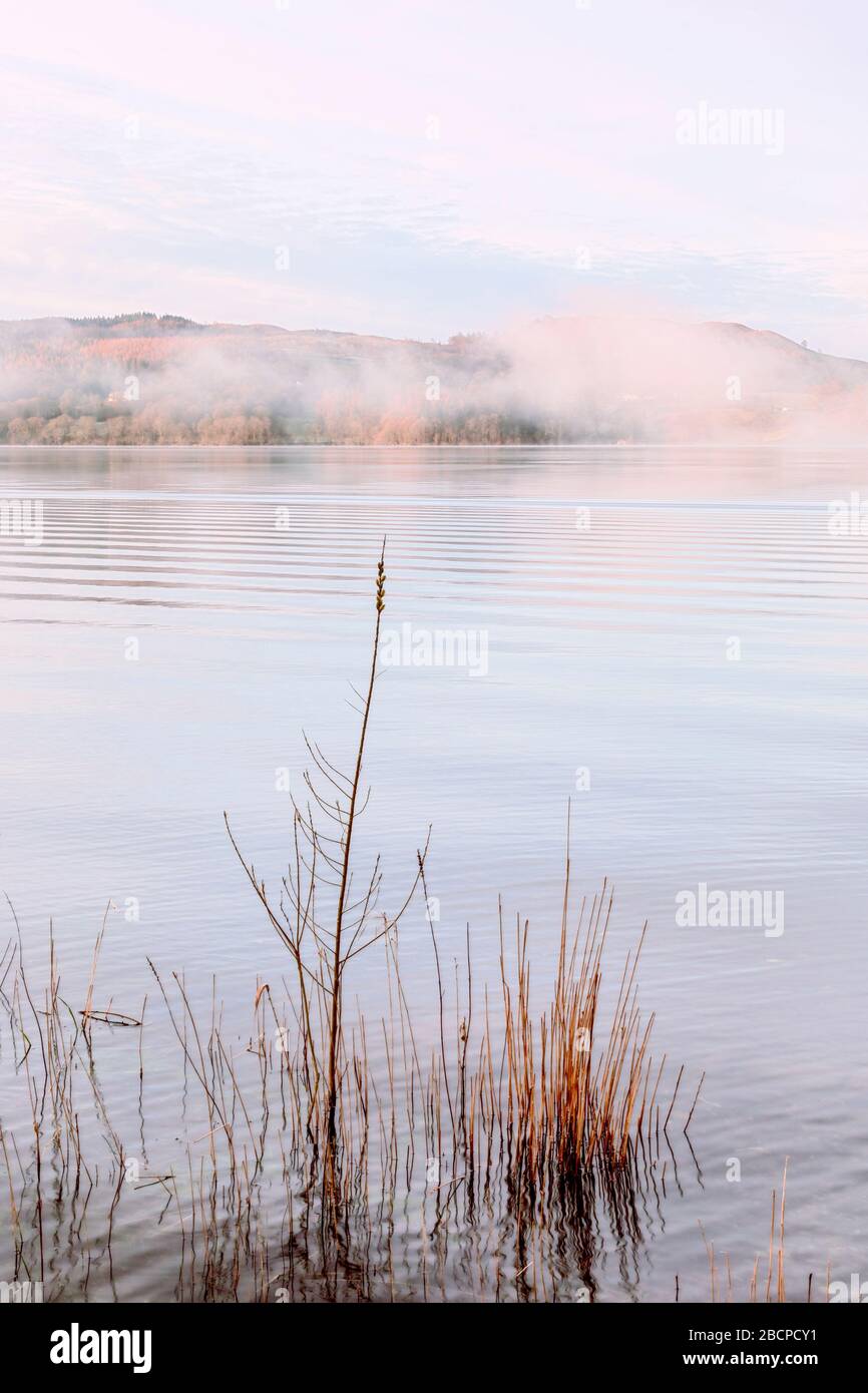 Misty early morning reeds at Lake Windermere high key Stock Photo - Alamy