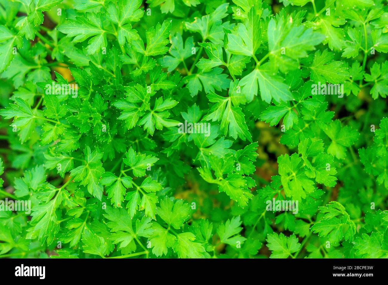 Parsley petroselinum parsley leaves green leaves. Parsley growing in