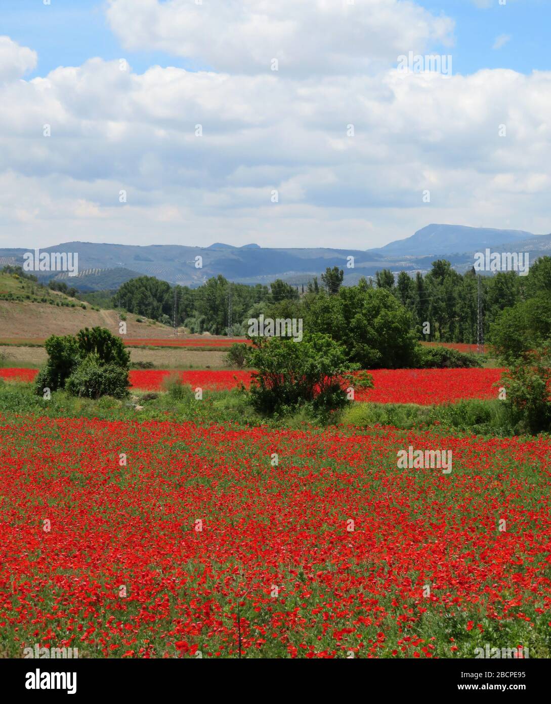 Poppies. Spanish poppy fields in Springtime , Andalusia Spain. Near Santa Ana, Alcala la Real. Vibrant patches of colour. No people. Stock Photo