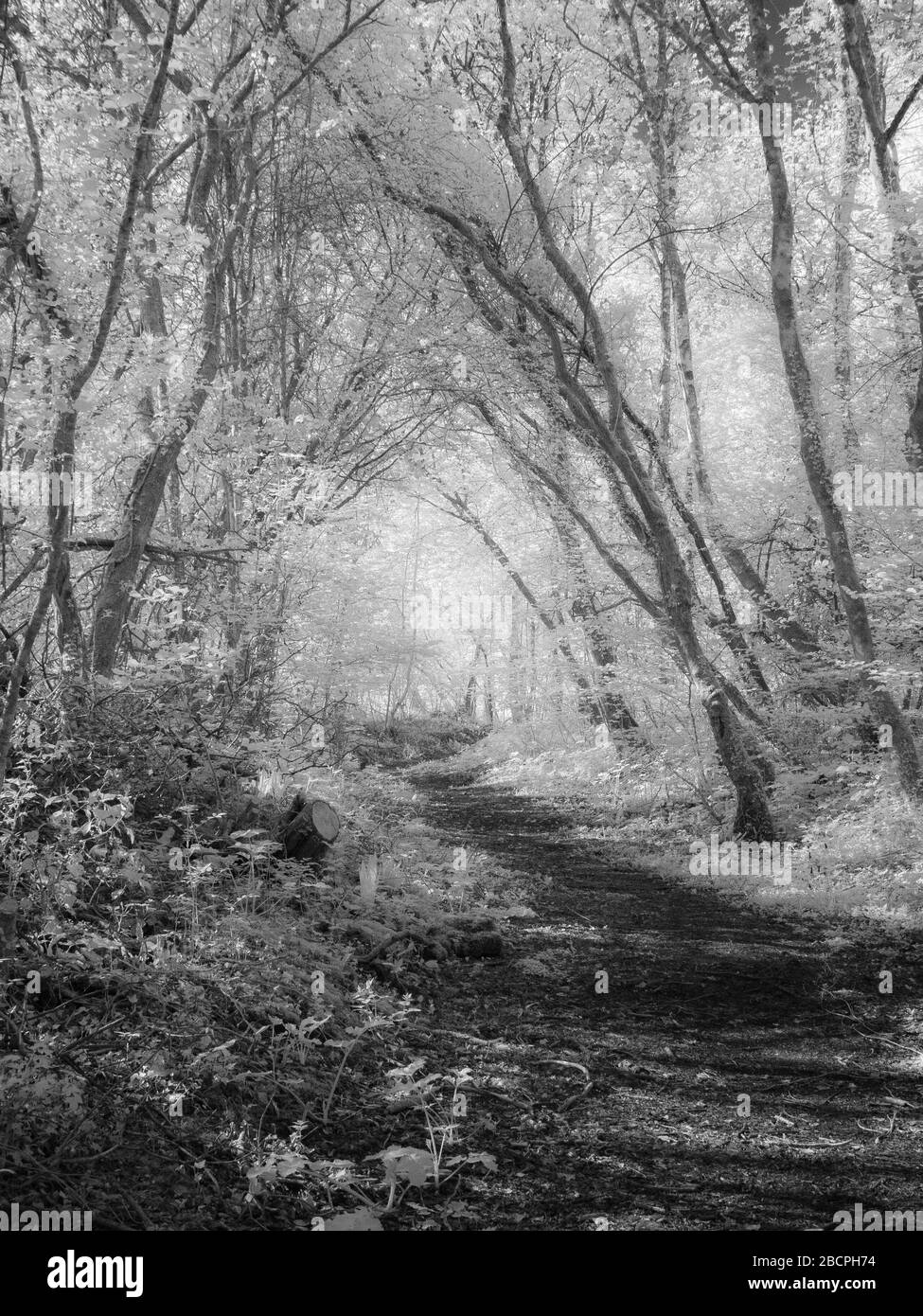 Pathway walking Black and White Stock Photos & Images - Alamy