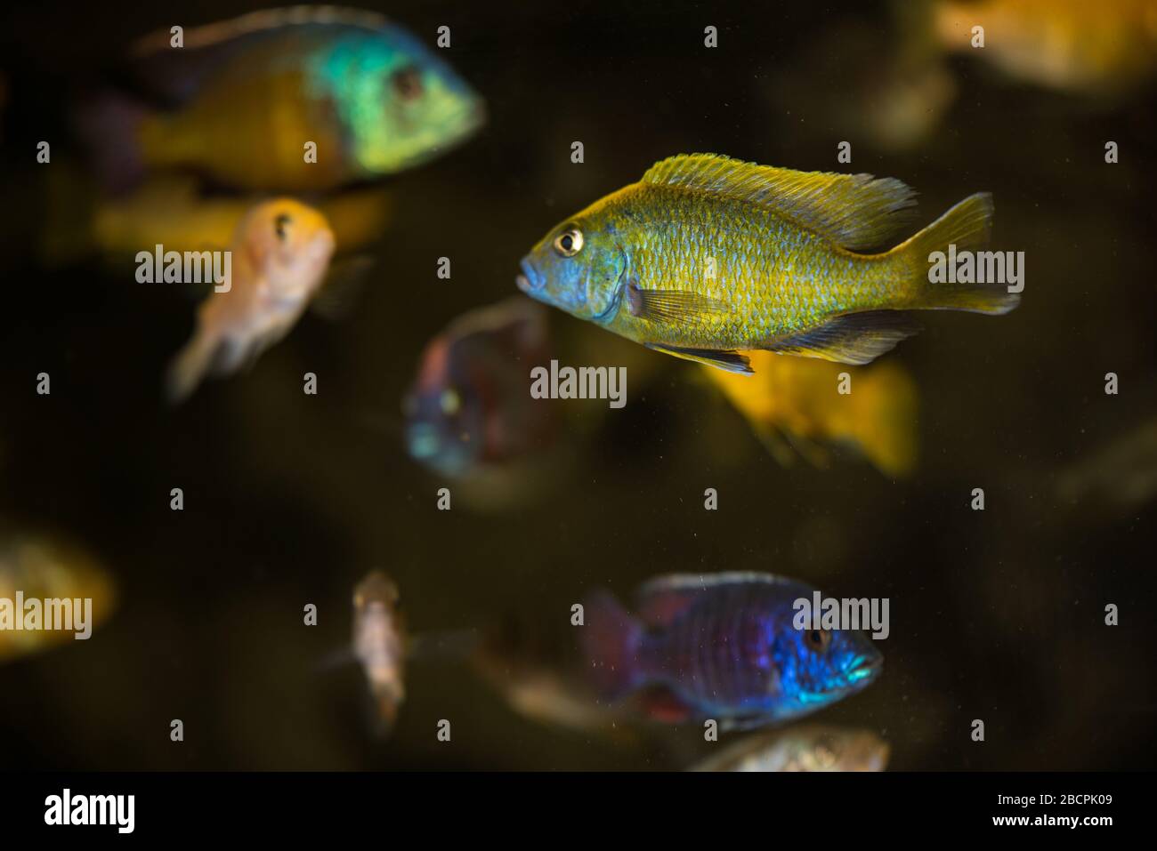 Beautiful colorful male adult african cichlid swimming in aquarium Stock Photo