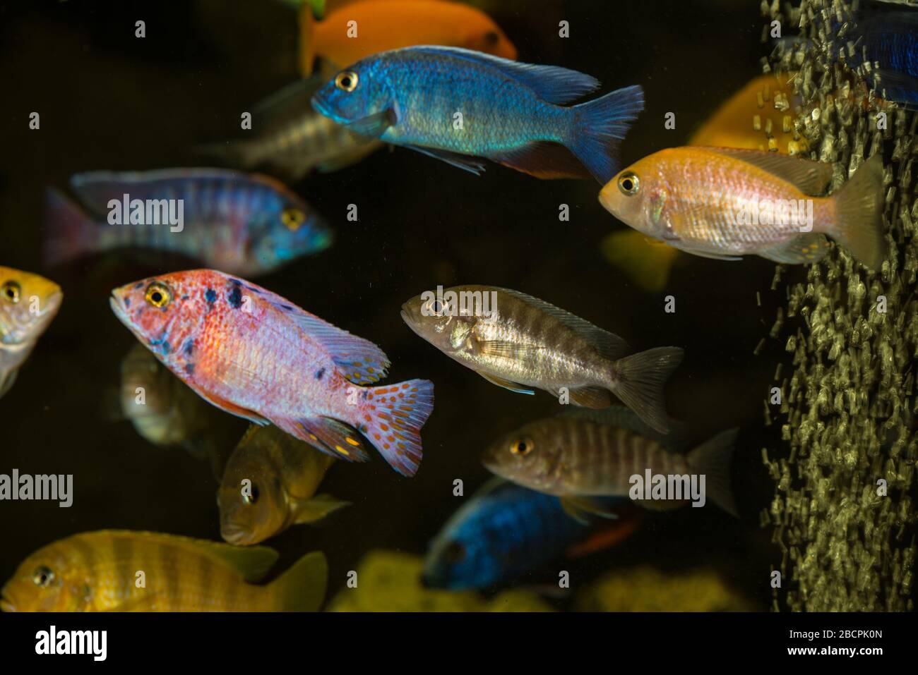 Beautiful colorful african cichlids swimming in aquarium Stock Photo