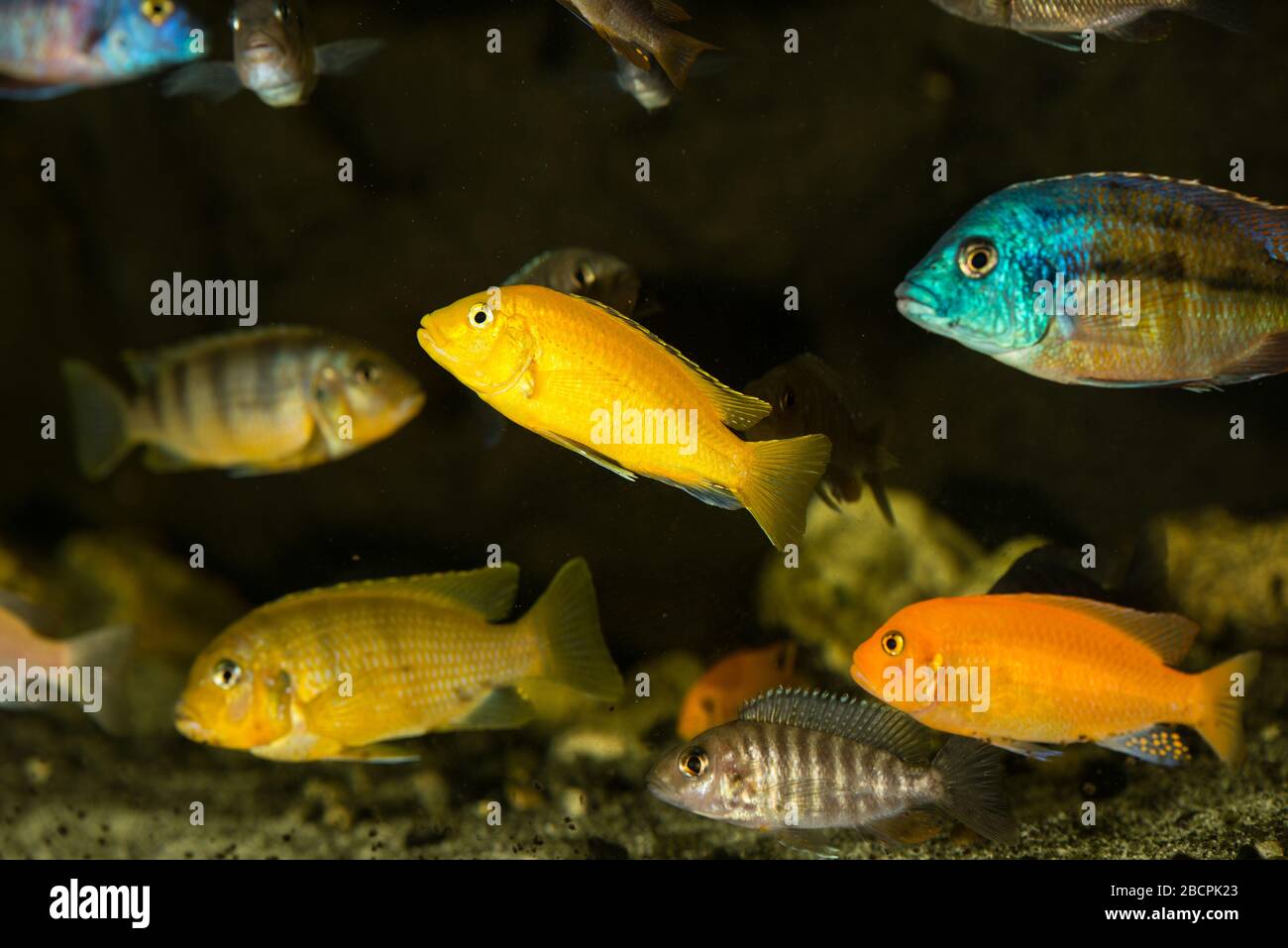 Colorful mbuna african  fishes swimming in aquarium Stock Photo