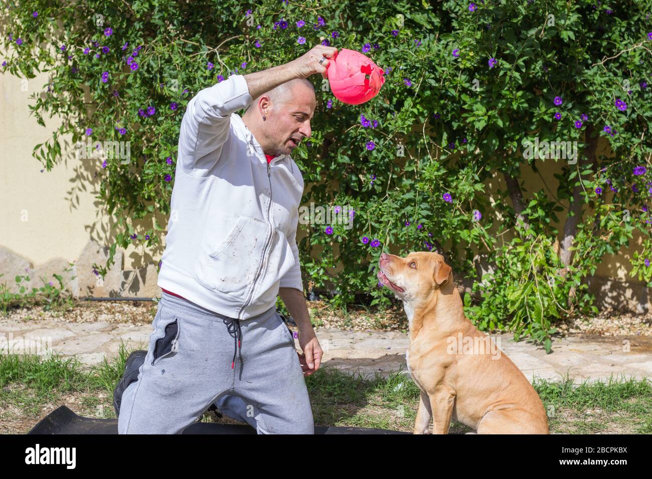 Man playing with dog outdoors in garden Stock Photo