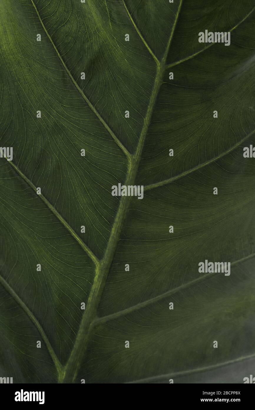 Leaf wallpapers, mobile wallpapers Stock Photo Alamy