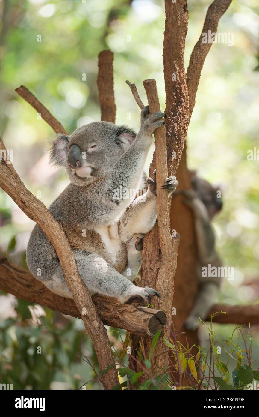 Koala hanging in tree hi-res stock photography and images - Alamy