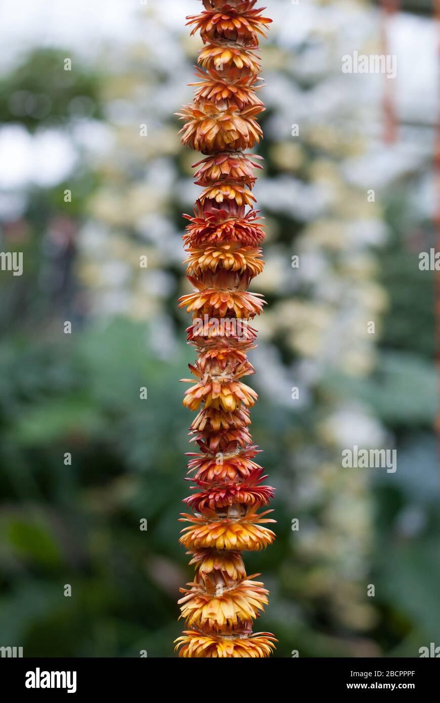 String of flowers hires stock photography and images Alamy