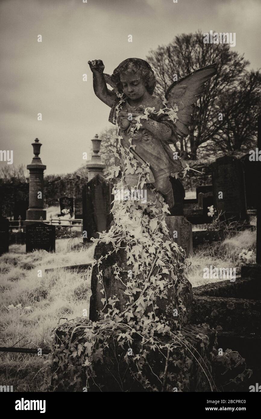 Ivy covered grave stone angel Stock Photo