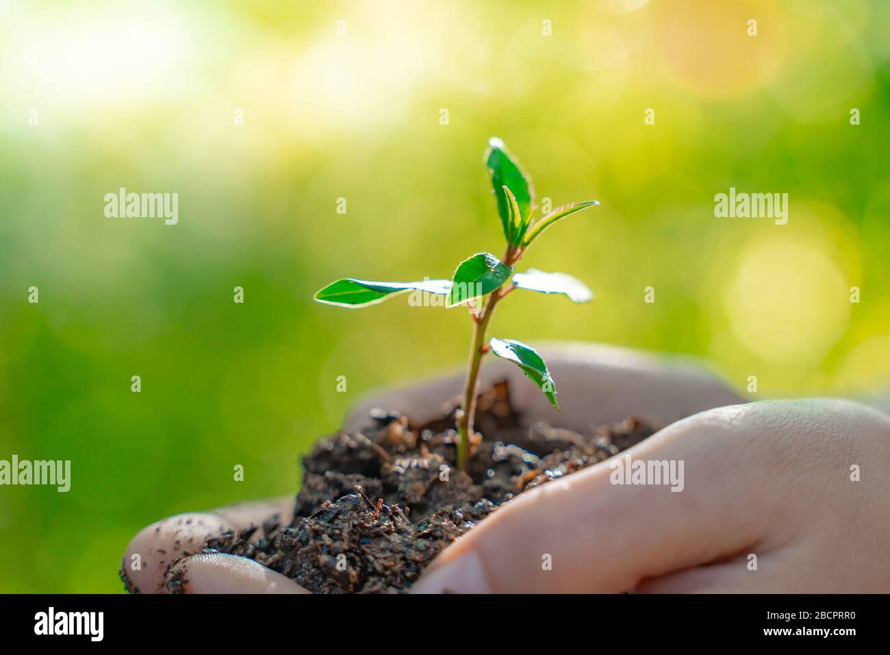 Hands holding young plant on blur nature background with sunlight. Eco ...