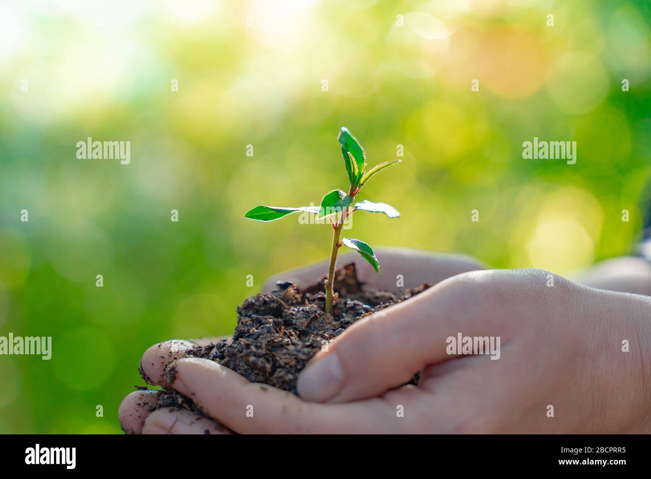 Hands holding young plant on blur nature background with sunlight. Eco ...