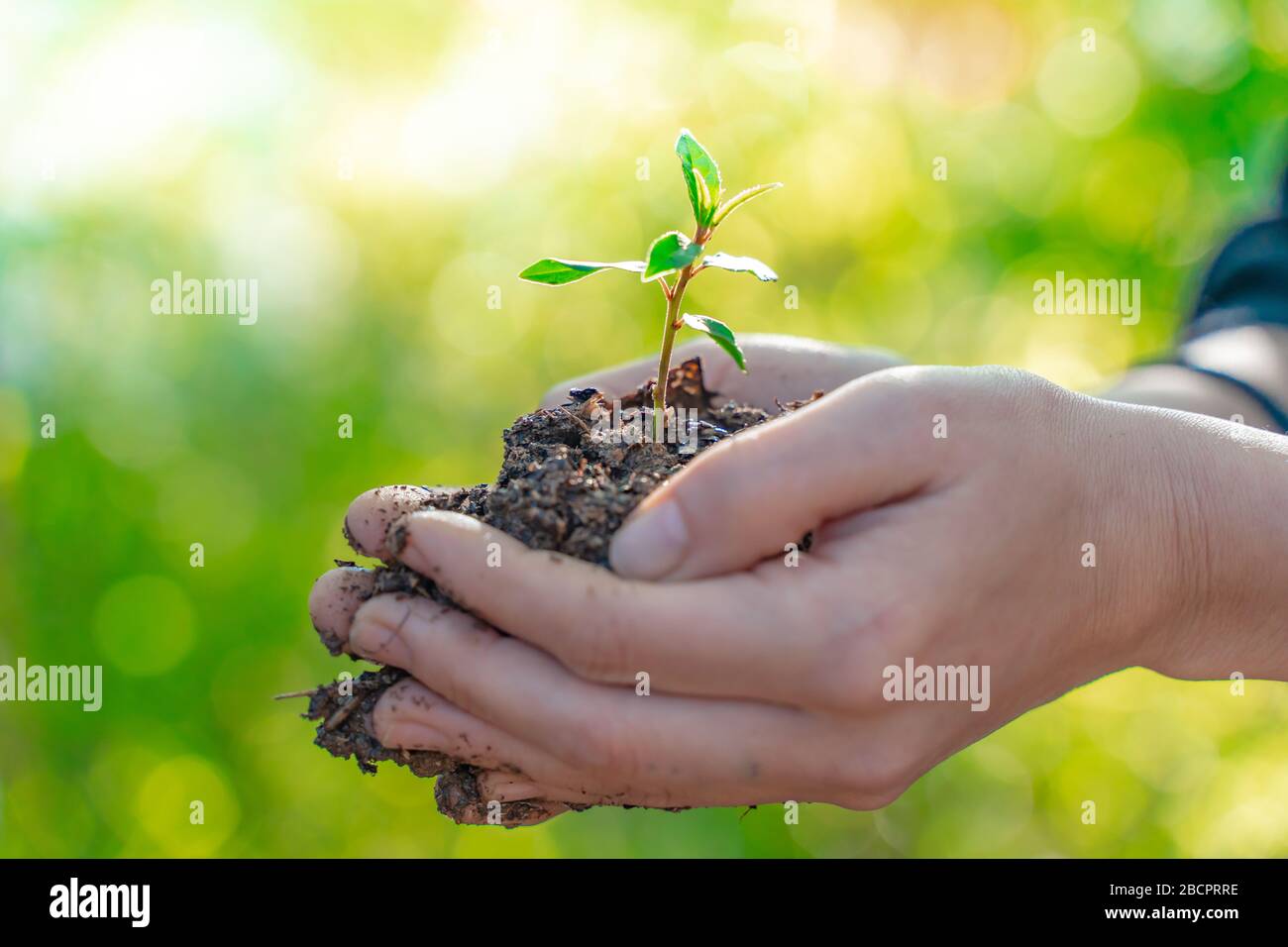 Hands holding young plant on blur nature background with sunlight. Eco ...