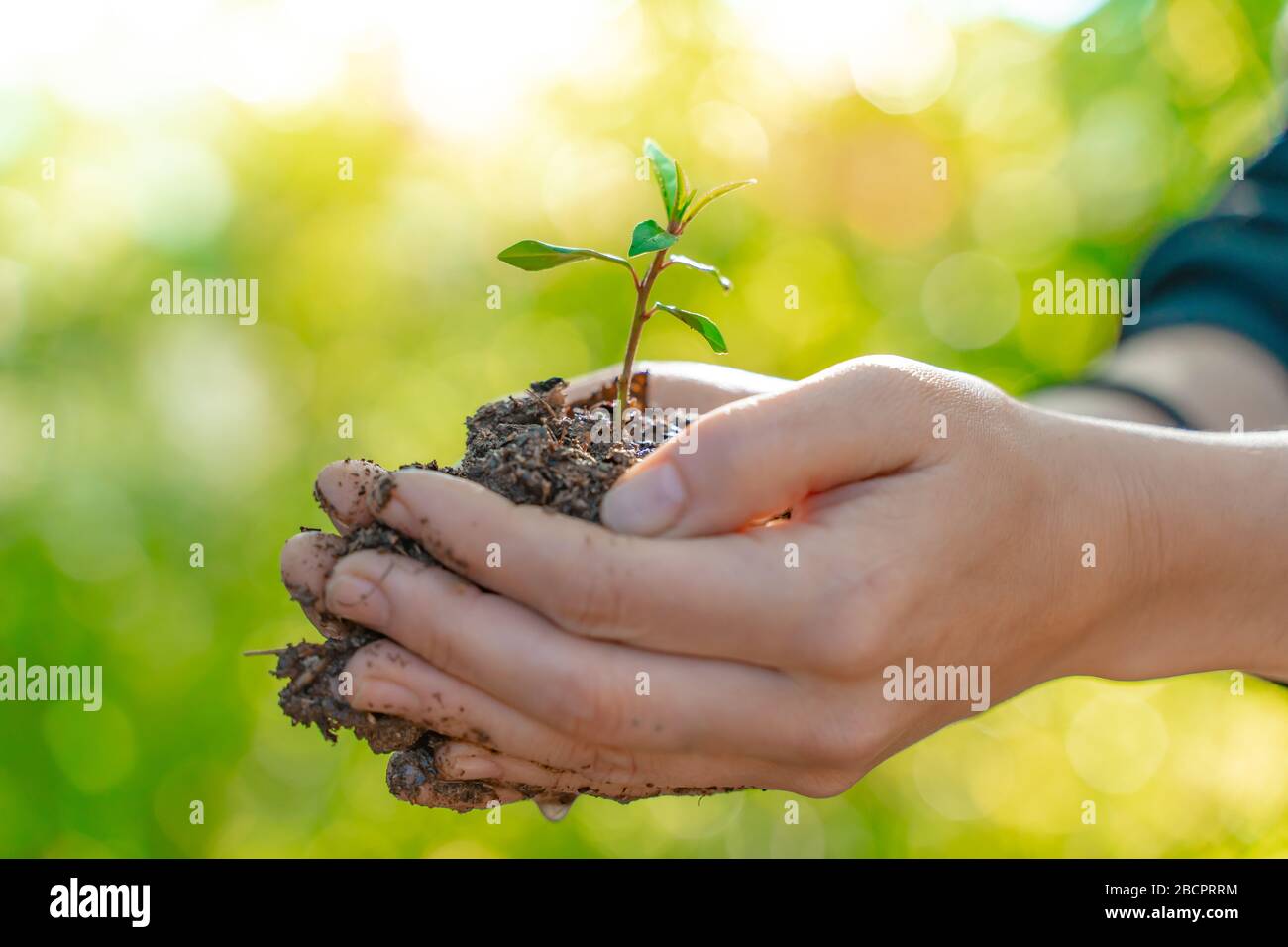 Hands holding young plant on blur nature background with sunlight. Eco ...