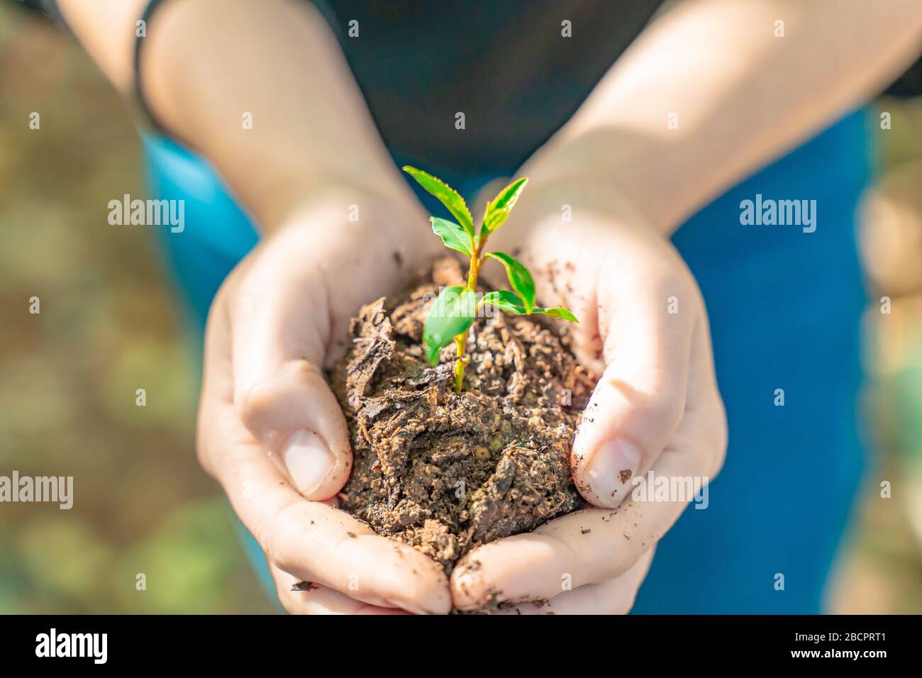 Hands holding young plant on blur nature background with sunlight. Eco ...