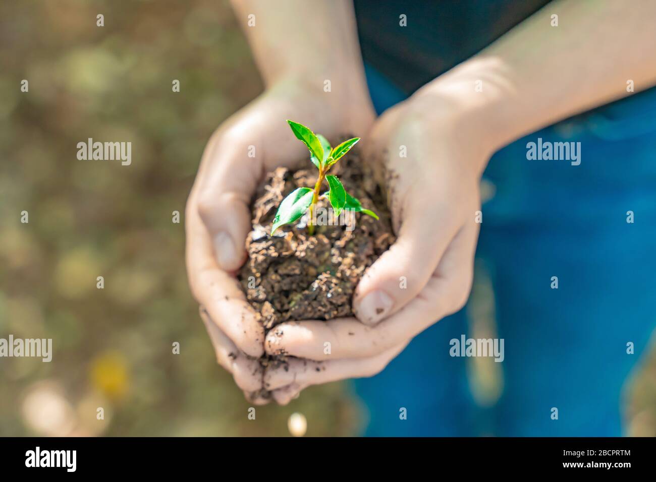 Hands holding young plant on blur nature background with sunlight. Eco ...