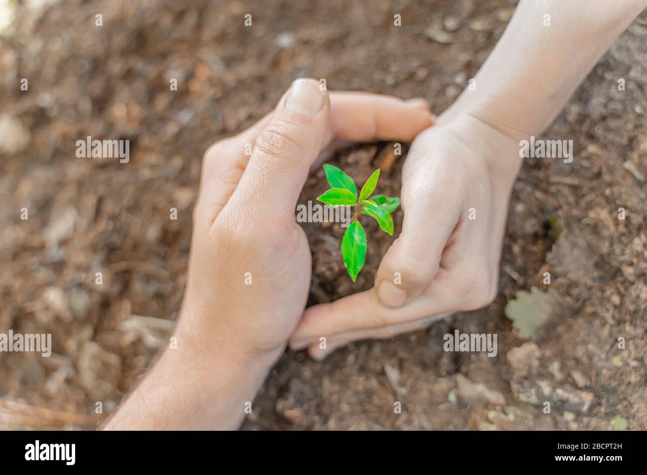 Hands holding young plant on blur nature background with sunlight. Eco ...