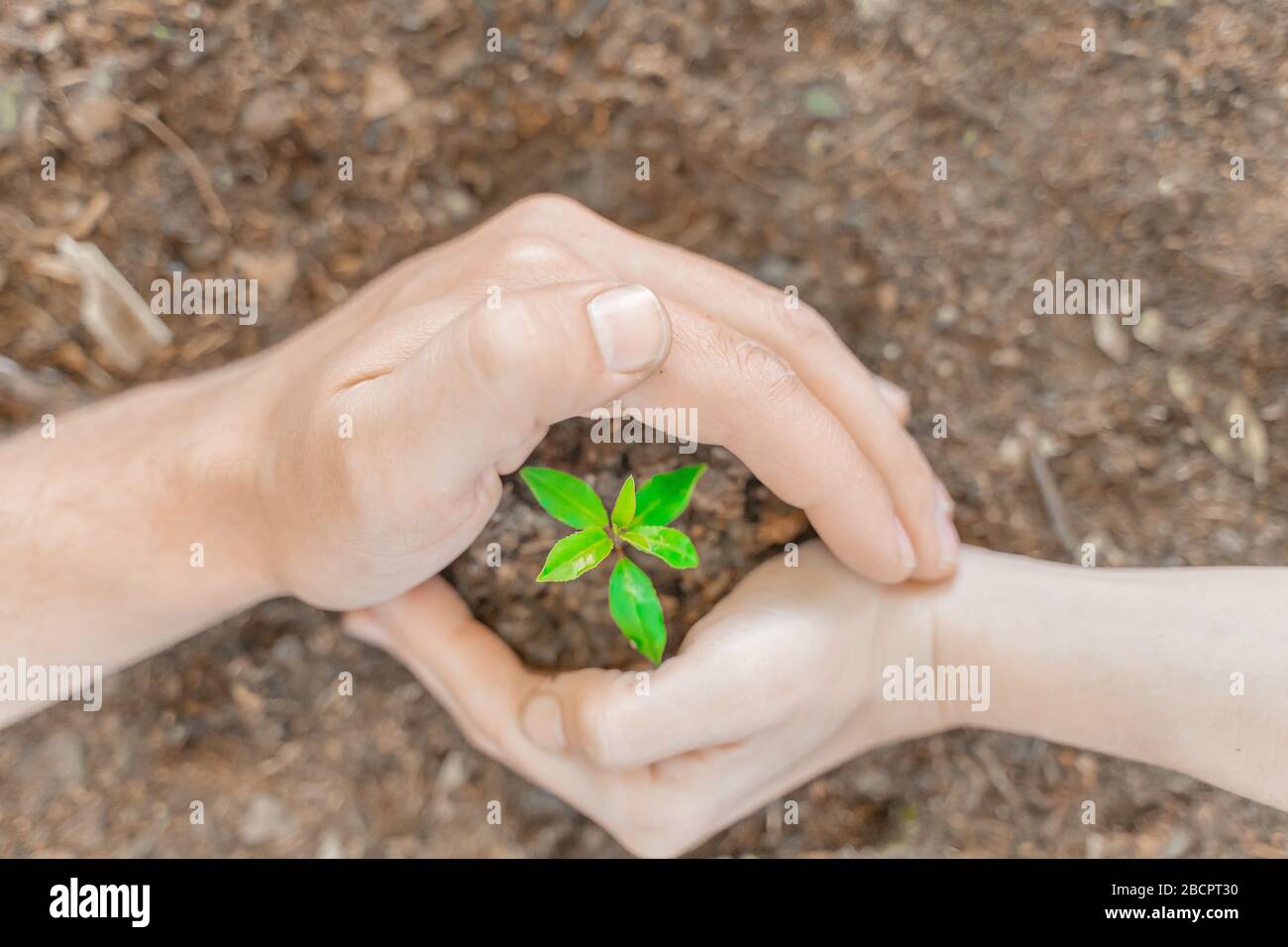 Hands holding young plant on blur nature background with sunlight. Eco ...