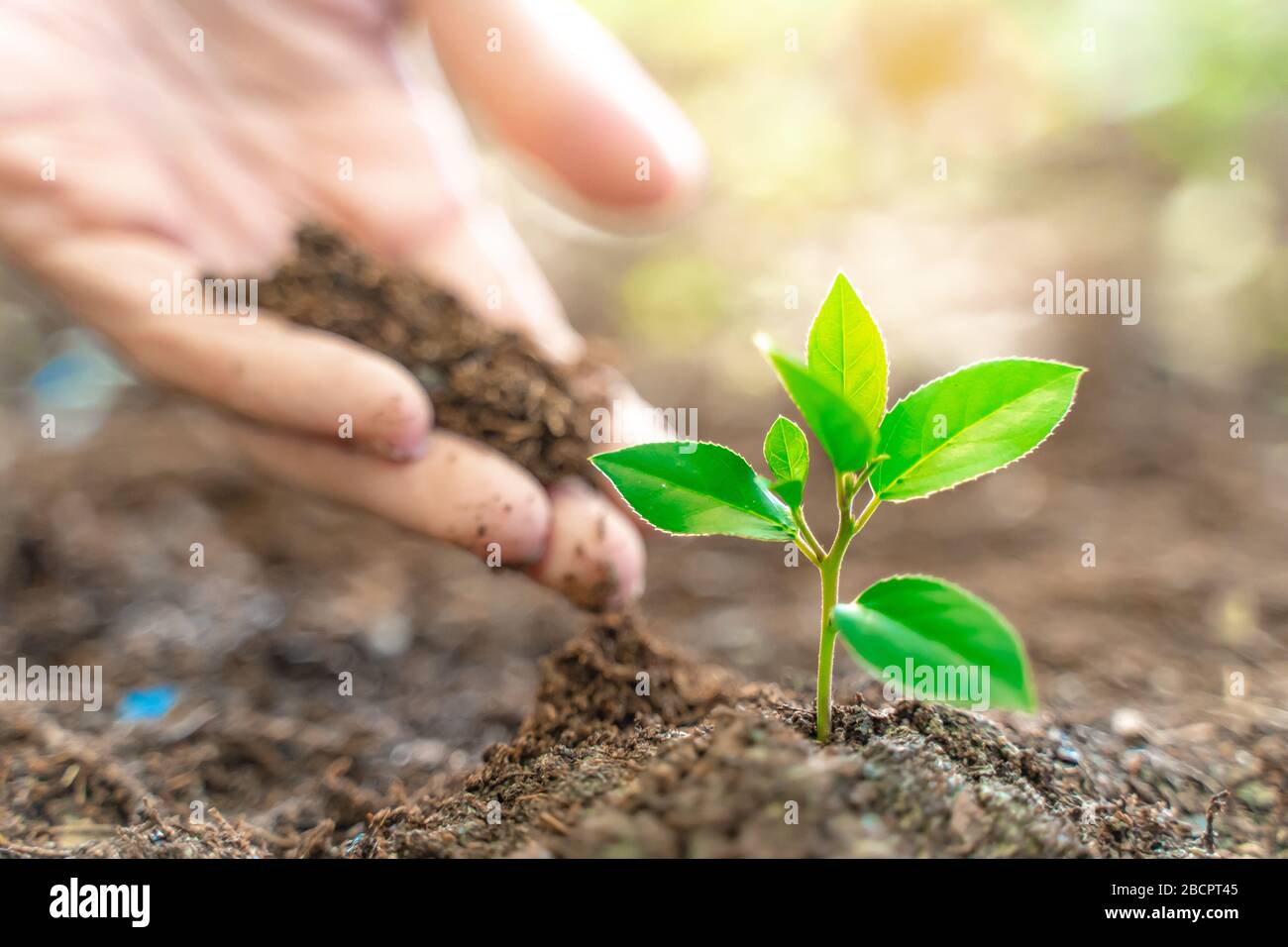 Hands holding young plant on blur nature background with sunlight. Eco ...