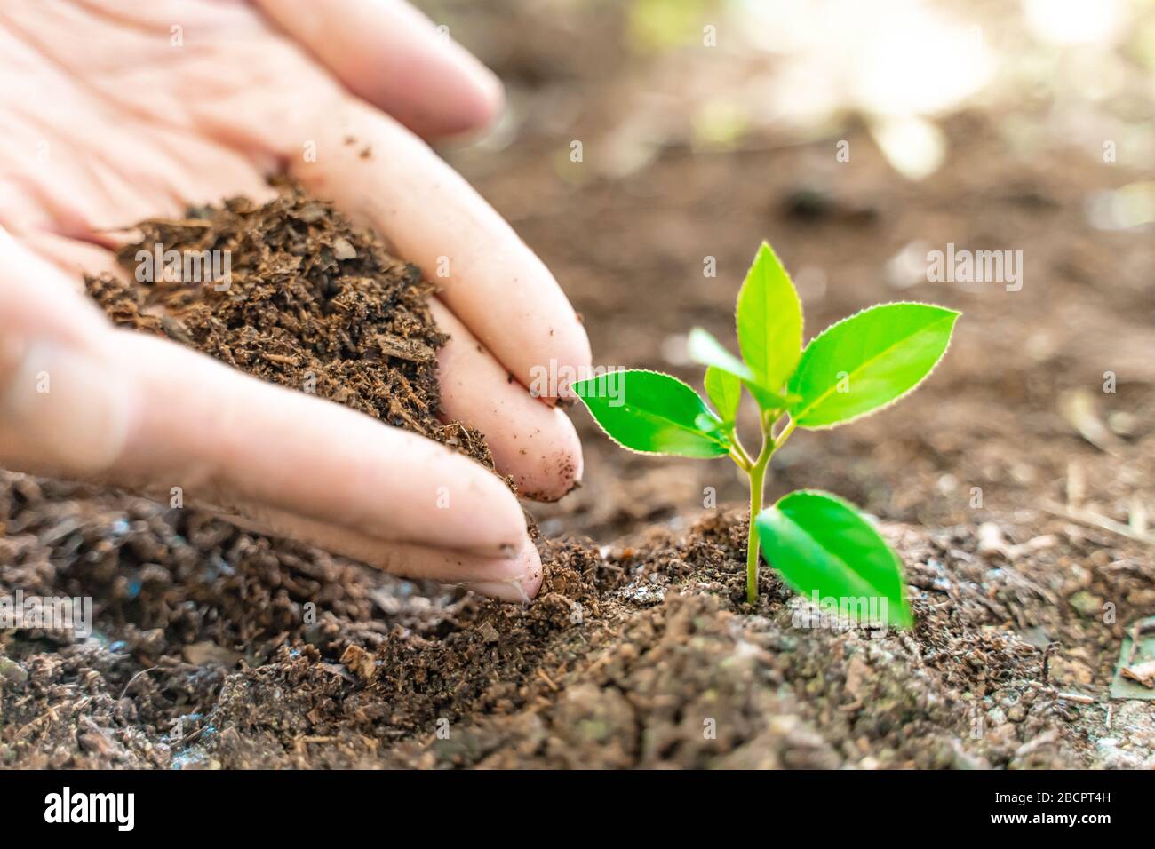 Hands holding young plant on blur nature background with sunlight. Eco ...