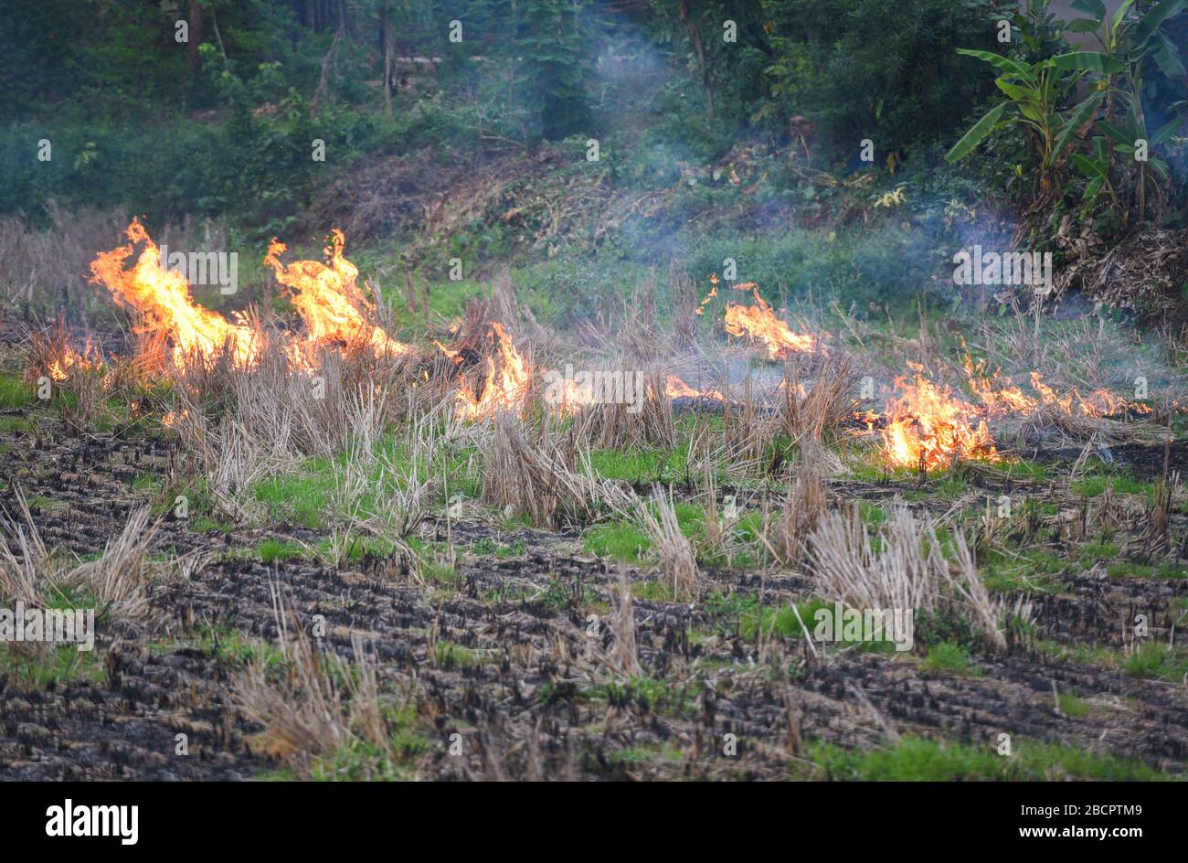 Burn a farm agriculture / The farmer use fire burns stubble on the field  smoke causing haze with smog air pollution Cause of global warming concept  Stock Photo - Alamy