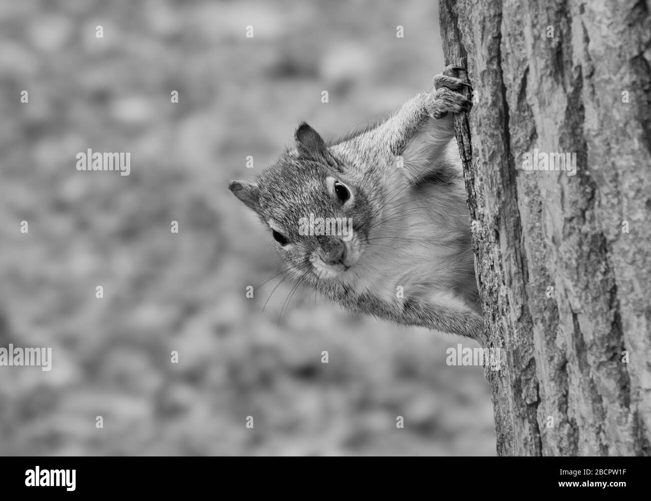 Black and white closeup photo of Gray Squirrel peeking out from behind a tree and staring at camera Stock Photo