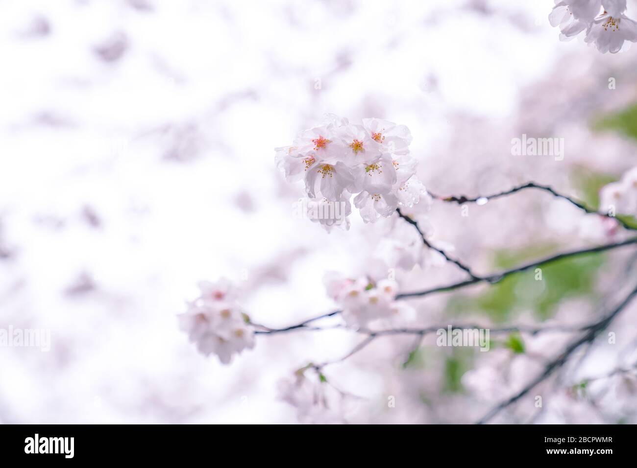 Cherry blossoms are in full bloom in spring Stock Photo - Alamy