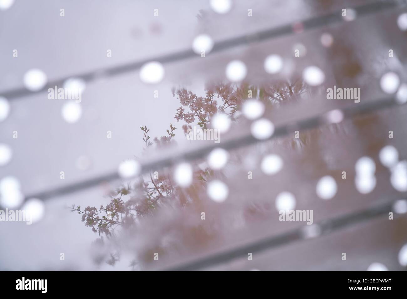 Cherry blossoms are in full bloom in spring Stock Photo - Alamy
