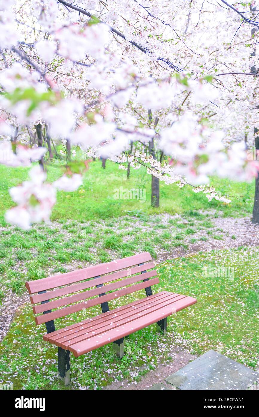 Cherry blossoms are in full bloom in spring Stock Photo - Alamy