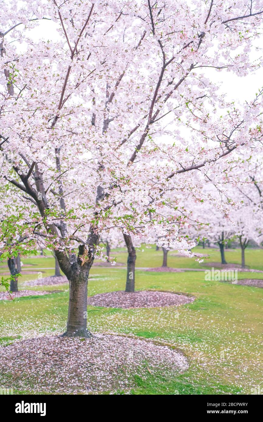 Cherry blossoms are in full bloom in spring Stock Photo - Alamy