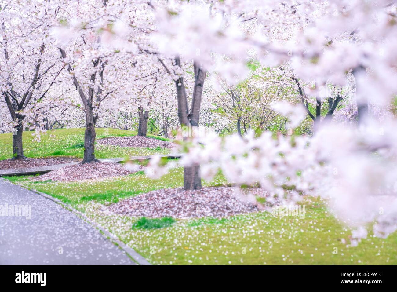 Cherry blossoms are in full bloom in spring Stock Photo - Alamy