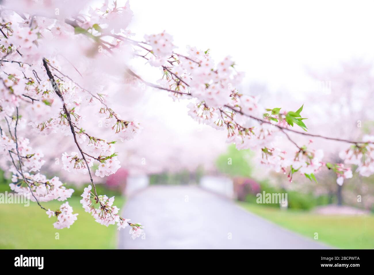 Cherry blossoms are in full bloom in spring Stock Photo - Alamy